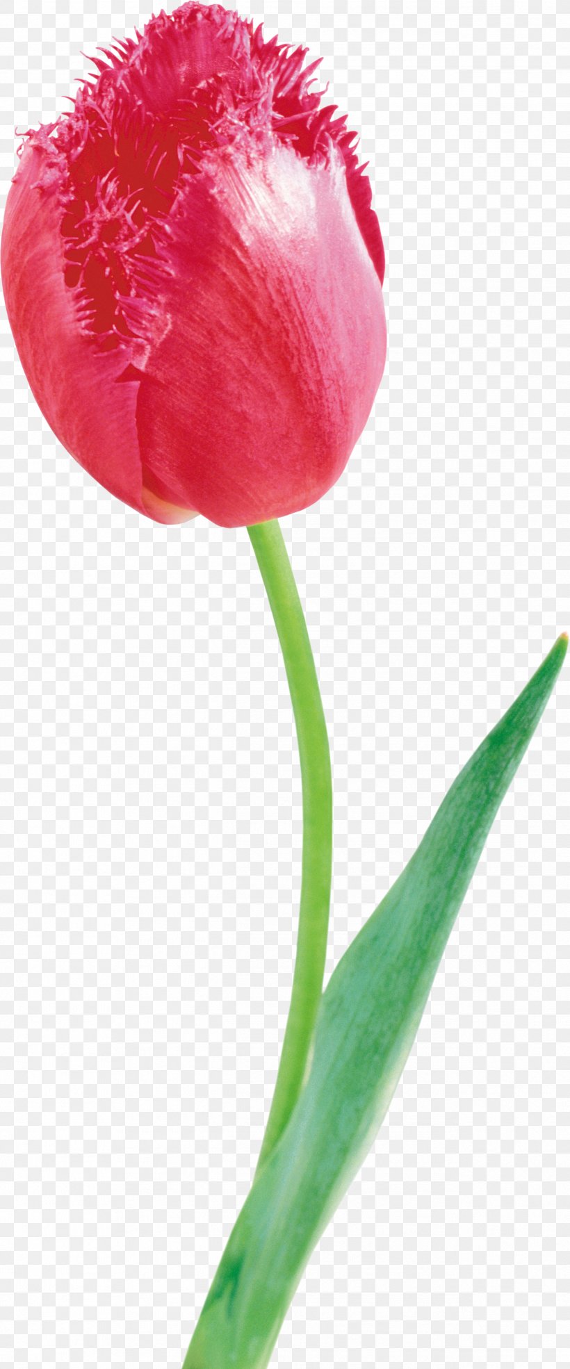 Cut Flowers Flowering Plant Tulip, PNG, 2532x6084px, Flower, Bud, Cut Flowers, Family, Flowering Plant Download Free
