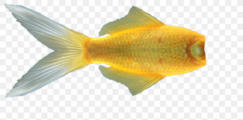Goldfish Tail Mermaid, PNG, 900x445px, Goldfish, Aquariums, Art, Bony Fish, Feeder Fish Download Free