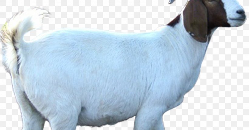 Sheep Cattle Boer Goat Livestock Animal Husbandry, PNG, 1024x538px, Sheep, Animal Husbandry, Aqiqah, Boer Goat, Cattle Download Free