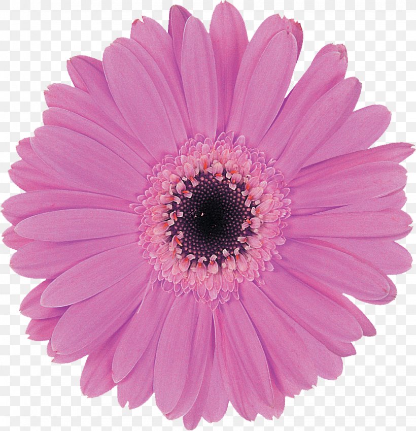 Transvaal Daisy Purple Lilac Cut Flowers, PNG, 1125x1166px, Transvaal Daisy, Aster, Chrysanthemum, Chrysanths, Color Download Free
