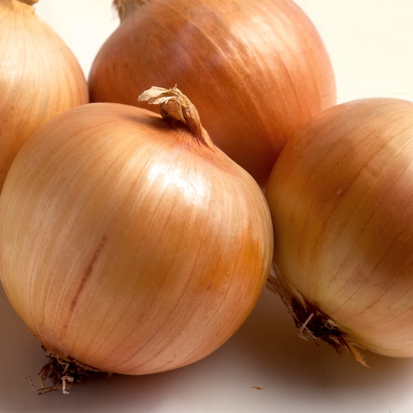 Ukraine Onion Seed Price Cultivar, PNG, 1200x1200px, Ukraine, Artikel, Bulb, Calabaza, Chia Pet Download Free