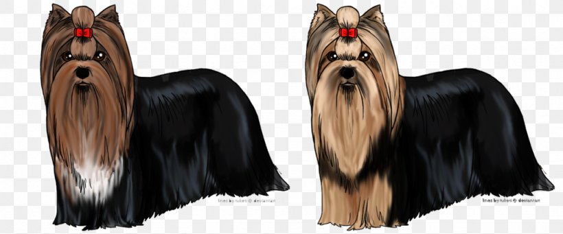 Yorkshire Terrier Australian Silky Terrier Companion Dog Dog Breed, PNG, 1024x426px, Yorkshire Terrier, Australian Silky Terrier, Breed, Carnivoran, Companion Dog Download Free