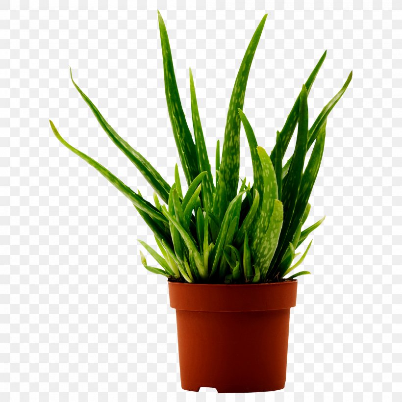 Aloe Vera Houseplant Gel Medicinal Plants, PNG, 2000x2000px, Aloe Vera, Aloe, Aloin, Bulb, Burn Download Free