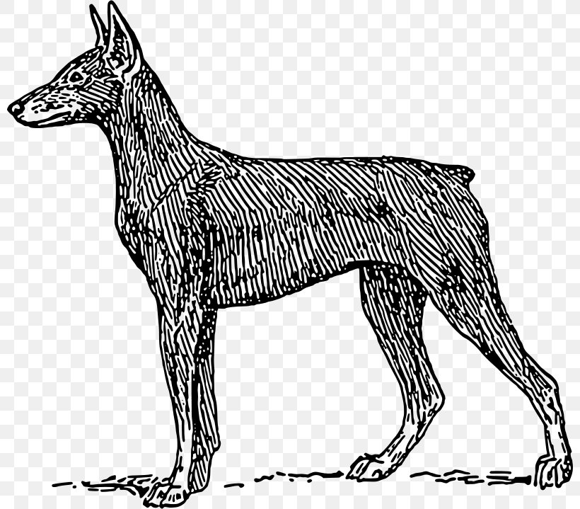 Dobermann Miniature Pinscher Pug Clip Art, PNG, 800x719px, Dobermann, Black And White, Carnivoran, Doberman Pinscher, Dog Download Free