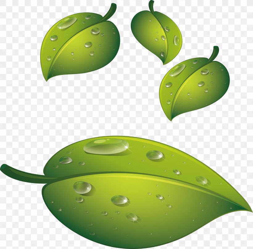 Leaf Drop Water, PNG, 2543x2507px, Leaf, Dew, Drop, Fruit, Green Download Free