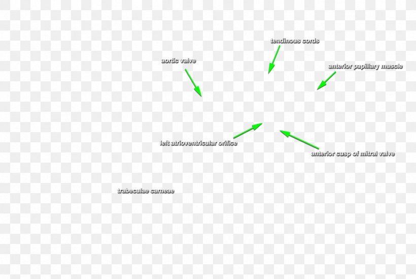 Product Design Document Line Green Graphics, PNG, 1344x900px, Document, Area, Brand, Diagram, Green Download Free