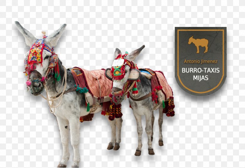 Ronda Mijas Burro Taxi Antonio Jimenez Nerja Sierra De Mijas Donkey, PNG, 946x649px, Ronda, Deer, Donkey, Horse, Horse Like Mammal Download Free