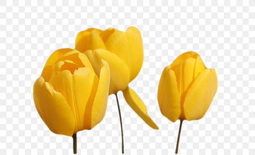 Tulip Cut Flowers Yellow, PNG, 750x500px, Tulip, Cut Flowers, Data, Data Compression, Drawing Download Free