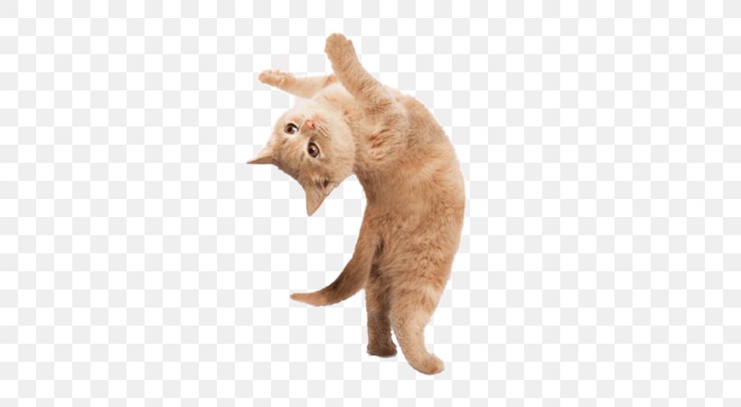 Yoga Cats: The Purrfect Workout Yoga Kittens: Take Life One Pose At A Time Yoga Dogs, PNG, 600x450px, Yoga Cats The Purrfect Workout, Animal, Carnivoran, Cat, Cat Like Mammal Download Free