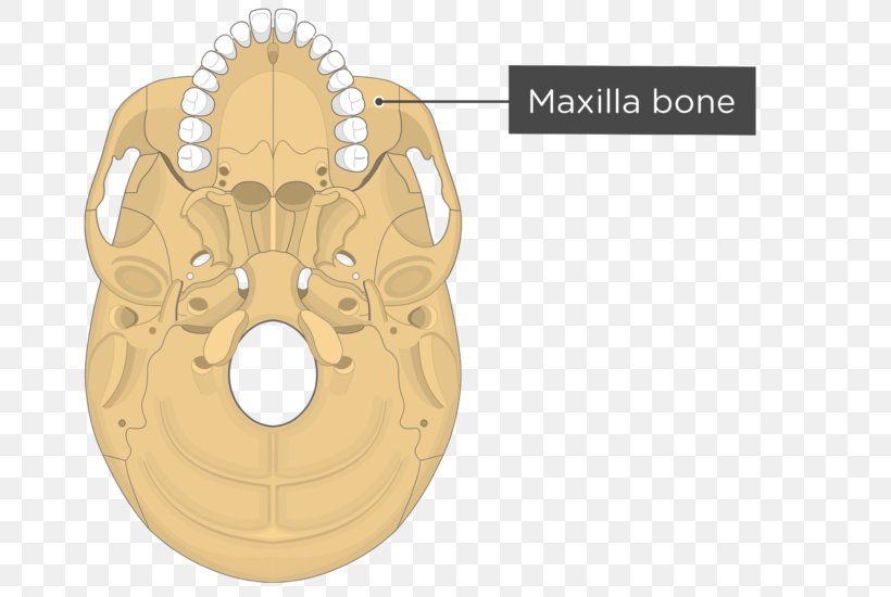 Pterygoid Processes Of The Sphenoid Medial Pterygoid Muscle Sphenoid Bone Lateral Pterygoid Muscle Pterygoid Hamulus, PNG, 745x550px, Pterygoid Processes Of The Sphenoid, Anatomy, Bone, Greater Wing Of Sphenoid Bone, Inferior Rectus Muscle Download Free