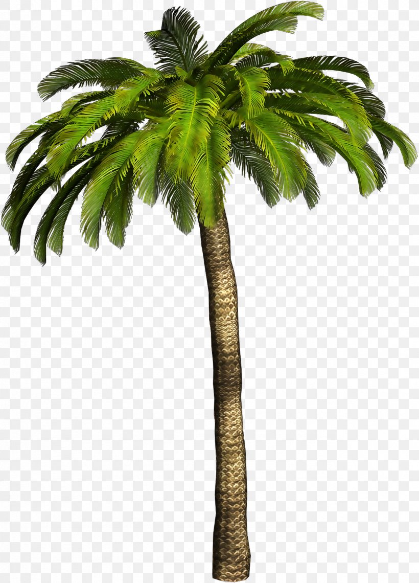Ceroxyloideae Tree Clip Art, PNG, 1273x1771px, Ceroxyloideae, Arecaceae ...