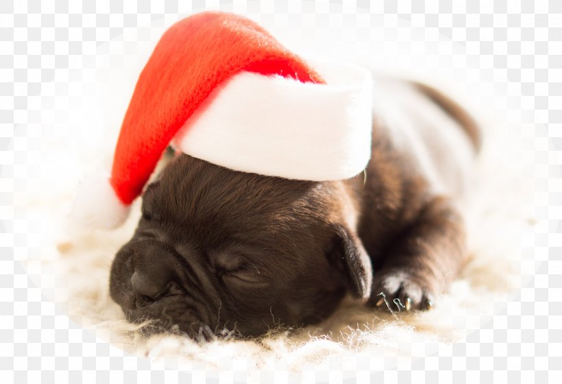 Christmas Tree Dog Gift Santa Claus, PNG, 1360x929px, Christmas, Carnivoran, Christmas And Holiday Season, Christmas Card, Christmas Gift Download Free