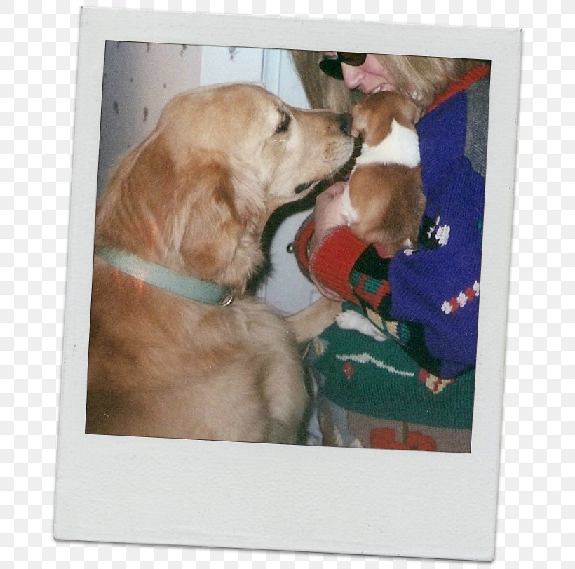 Golden Retriever Labrador Retriever Puppy Dog Breed Companion Dog, PNG, 687x811px, Golden Retriever, Breed, Carnivoran, Companion Dog, Crossbreed Download Free