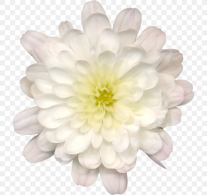 Image Clip Art Dahlia Drawing, PNG, 720x774px, Dahlia, Chemical Element, Chrysanthemum, Chrysanths, Cut Flowers Download Free