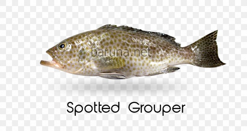 Tilapia Otolithes Ruber Psettodes Erumei Demersal Fish Epinephelus, PNG, 886x472px, Tilapia, Demersal Fish, Drums, Epinephelus, Fauna Download Free