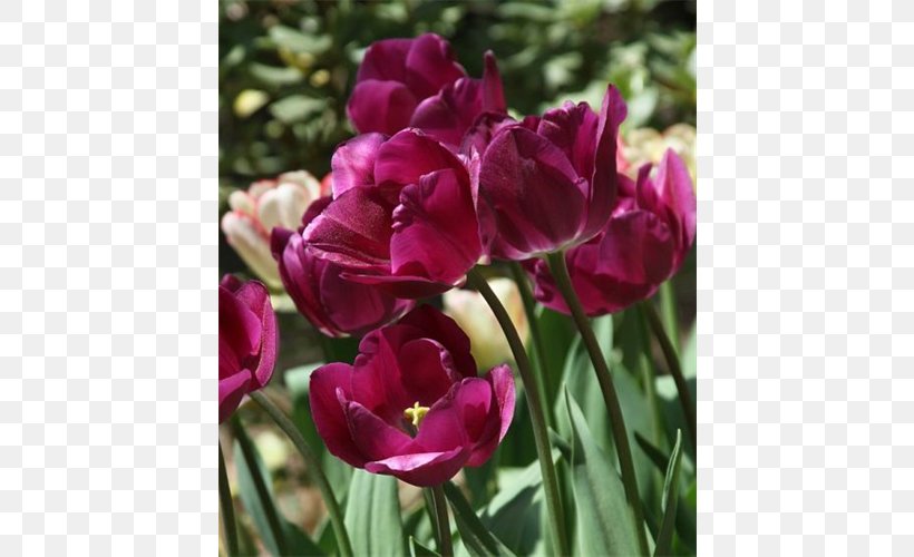Tulip Petal Magenta Annual Plant, PNG, 500x500px, Tulip, Annual Plant, Flower, Flowering Plant, Lily Family Download Free