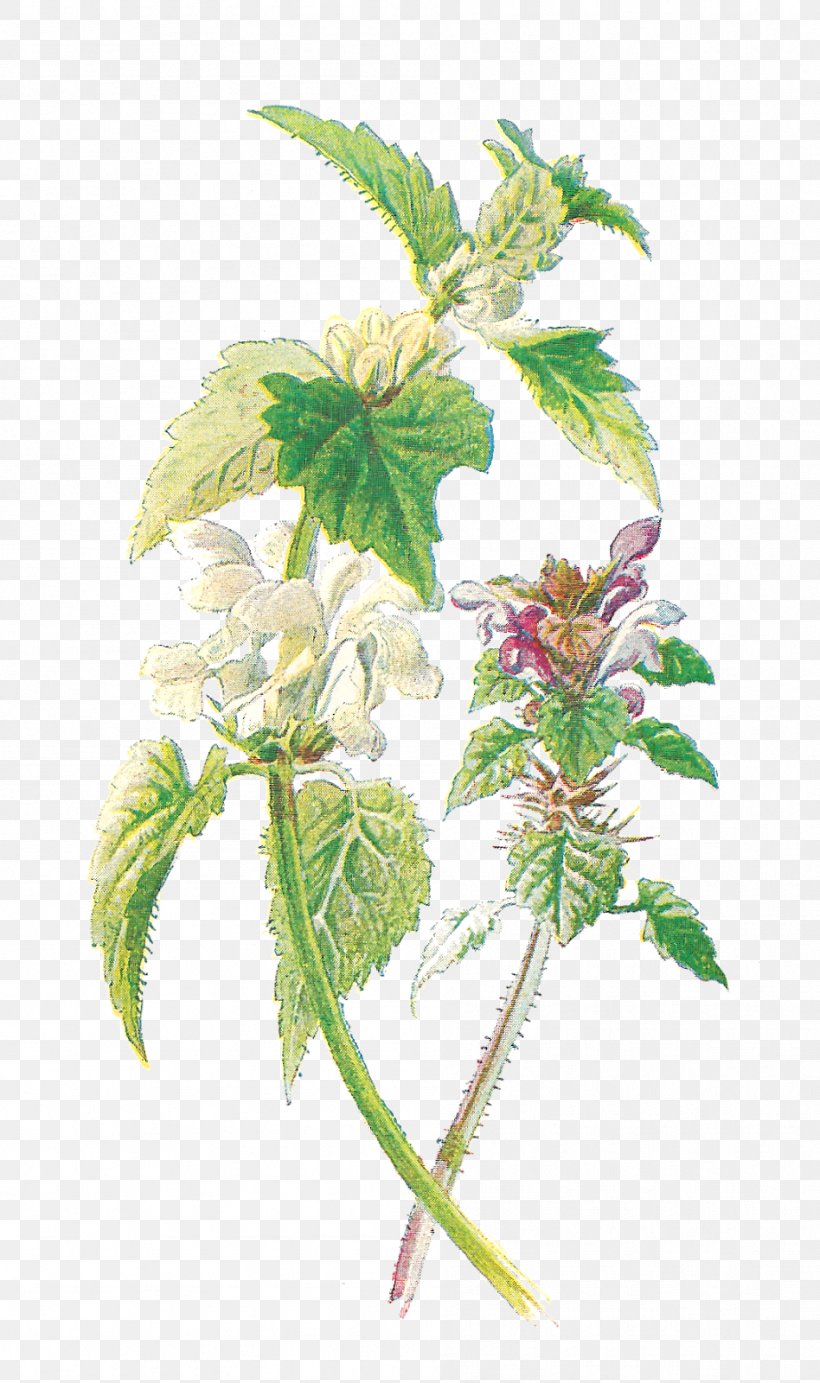 Common Nettle Purple Deadnettle White Nettle Familiar Wild Flowers Botany, PNG, 948x1600px, Common Nettle, Botanical Illustration, Botany, Branch, Deadnettles Download Free