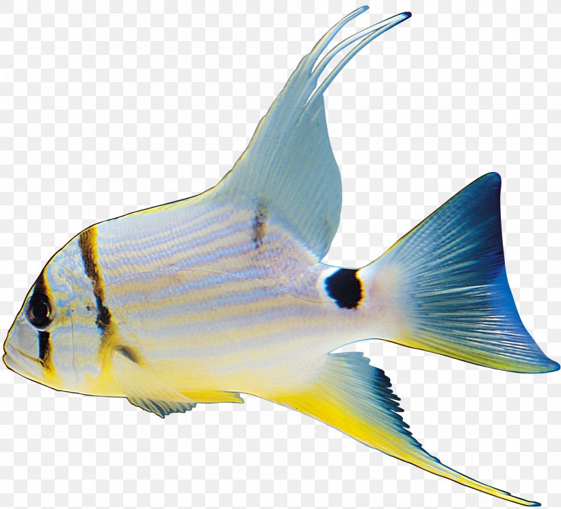 Fish Image File Formats Clip Art, PNG, 1800x1633px, Fish, Cartilaginous Fish, Color, Dots Per Inch, Fauna Download Free