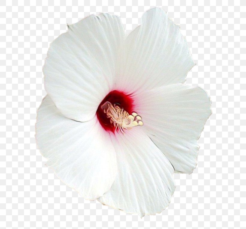 Hibiscus Petal Flower White Chinese Hibiscus, PNG, 650x766px, Watercolor, Chinese Hibiscus, Flower, Flowering Plant, Hawaiian Hibiscus Download Free