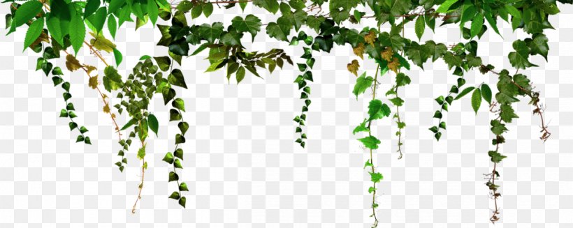 Picture Frames PhotoFiltre Photograph Decoratie, PNG, 1203x480px, Picture Frames, Birch, Branch, Case, Common Ivy Download Free