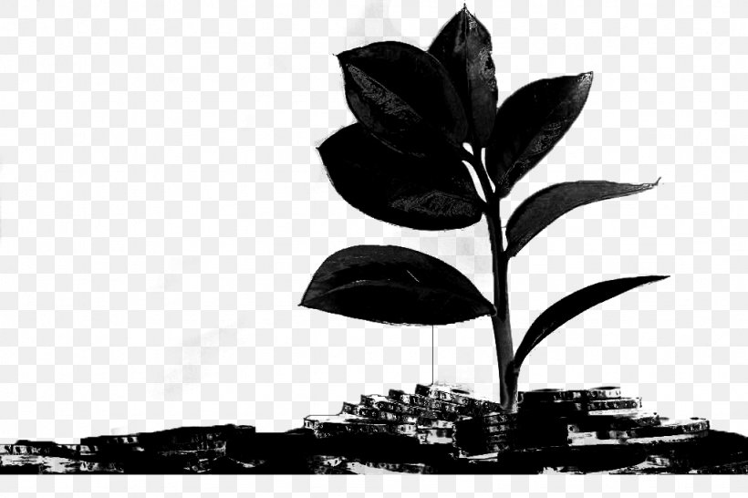 Black & White, PNG, 1024x683px, Black White M, Anthurium, Banana Family, Blackandwhite, Botany Download Free