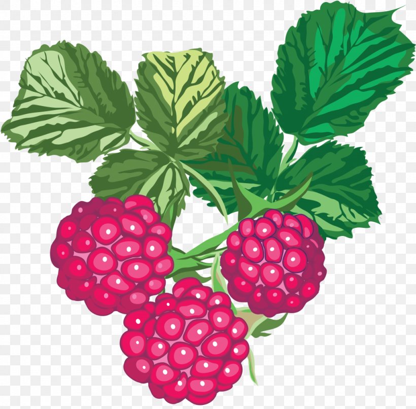 Fruit Color, PNG, 1024x1007px, Fruit, Berry, Blackberry, Boysenberry, Bramble Download Free