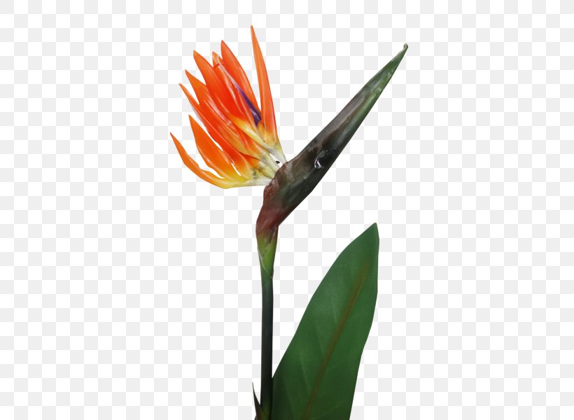 Bird Of Paradise Flower Bird-of-paradise Plant Stem, PNG, 800x600px, Flower, Artificial Flower, Bird, Bird Of Paradise Flower, Birdofparadise Download Free