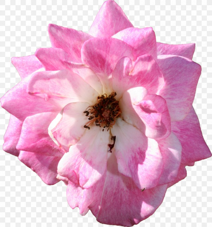 Centifolia Roses Garden Roses Floribunda Flower, PNG, 864x925px, Centifolia Roses, Blossom, Cut Flowers, Floribunda, Flower Download Free