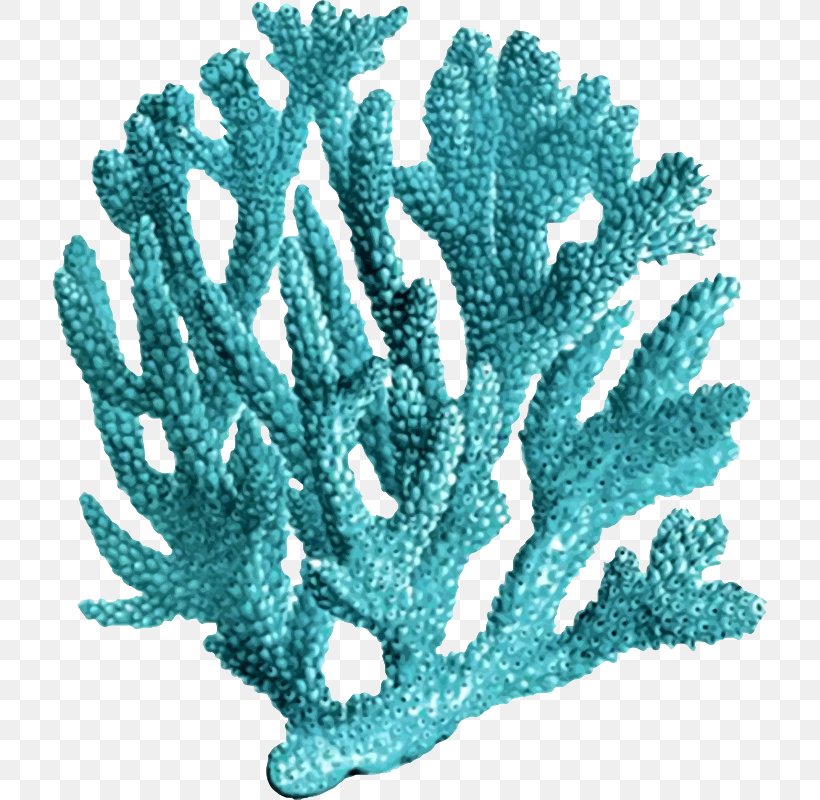 Coral Reef Printmaking Sea, PNG, 714x800px, Coral, Antique, Aqua, Art, Blue Download Free