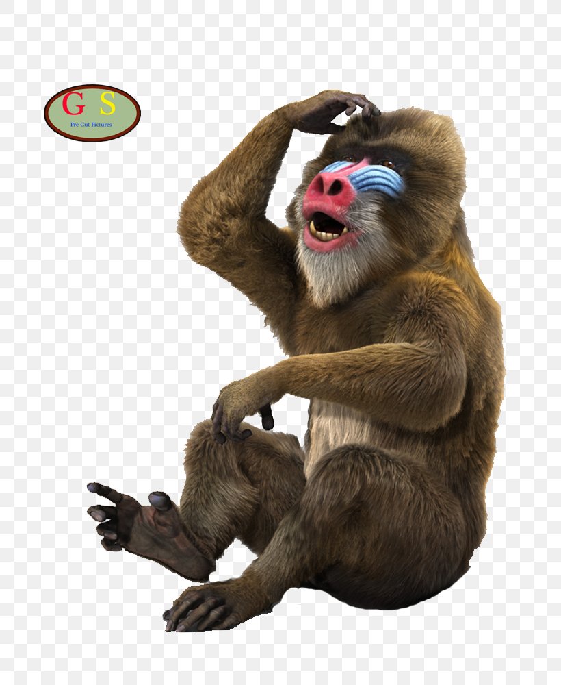 Macaque Mandrill Monkey Simian Cercopithecidae, PNG, 800x1000px, Macaque, Cercopithecidae, Cercopithecini, Common Chimpanzee, Email Download Free