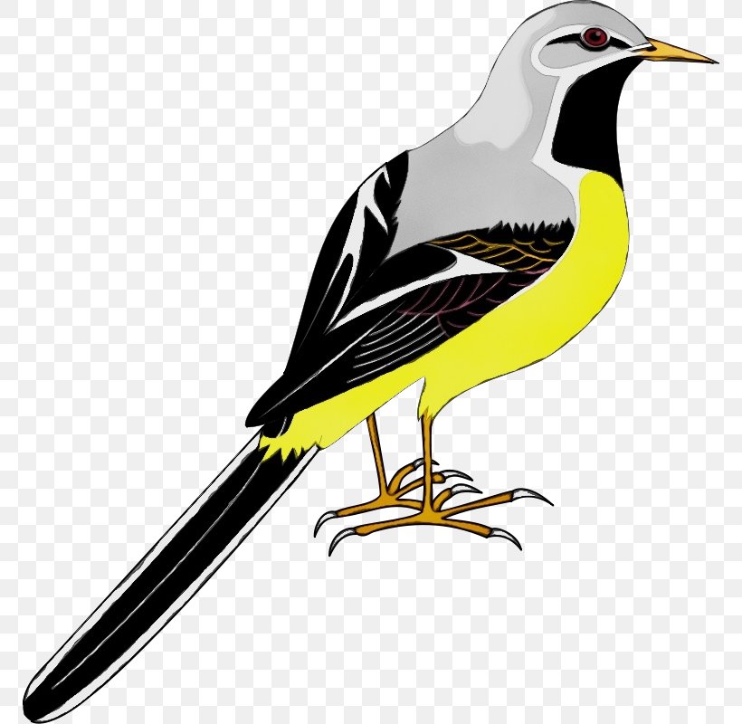 Bird Beak Northern Mockingbird Songbird Perching Bird, PNG, 770x800px, Watercolor, Beak, Bird, Northern Mockingbird, Paint Download Free