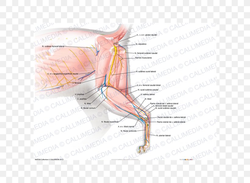 Finger Nerve Muscle Blood Vessel Nervous System, PNG, 600x600px, Watercolor, Cartoon, Flower, Frame, Heart Download Free
