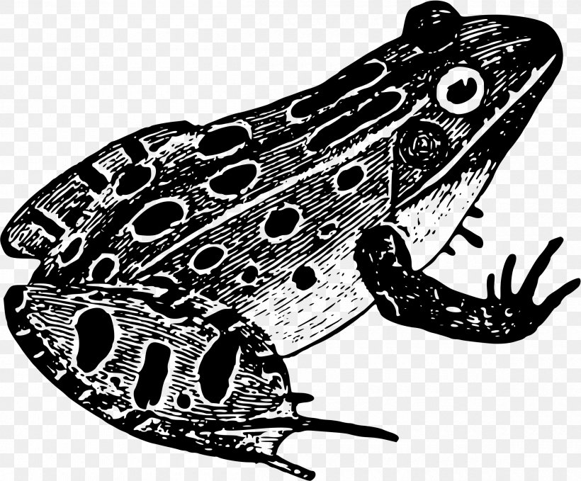 Frog Black And White Drawing Amphibian, PNG, 2400x1990px, Frog, Amphibian, Animal, Art, Automotive Design Download Free