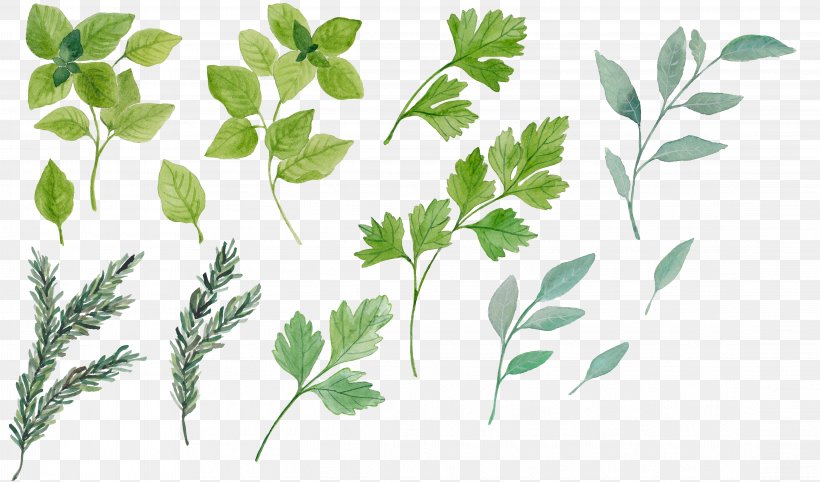 Herb Leaf Clip Art, PNG, 4444x2613px, Herb, Basil, Branch, Condiment, Grass Download Free