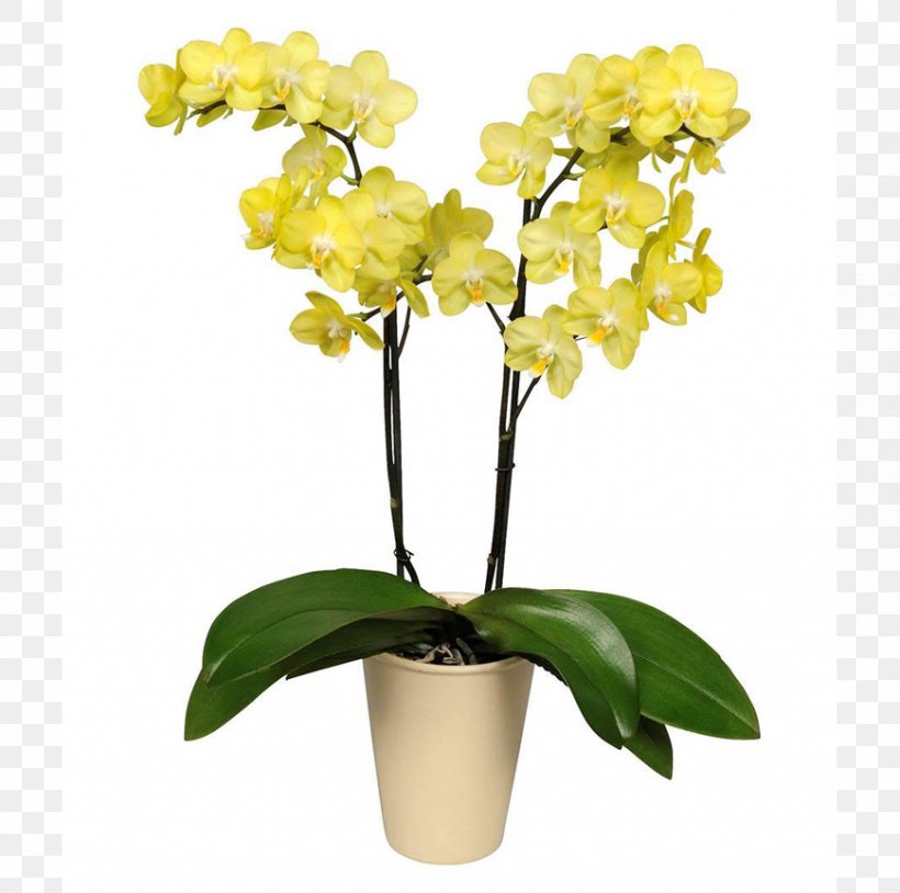 Moth Orchids Cut Flowers Cattleya Orchids, PNG, 870x864px, Orchids, Bird Of Paradise Flower, Cattleya, Cattleya Orchids, Cut Flowers Download Free