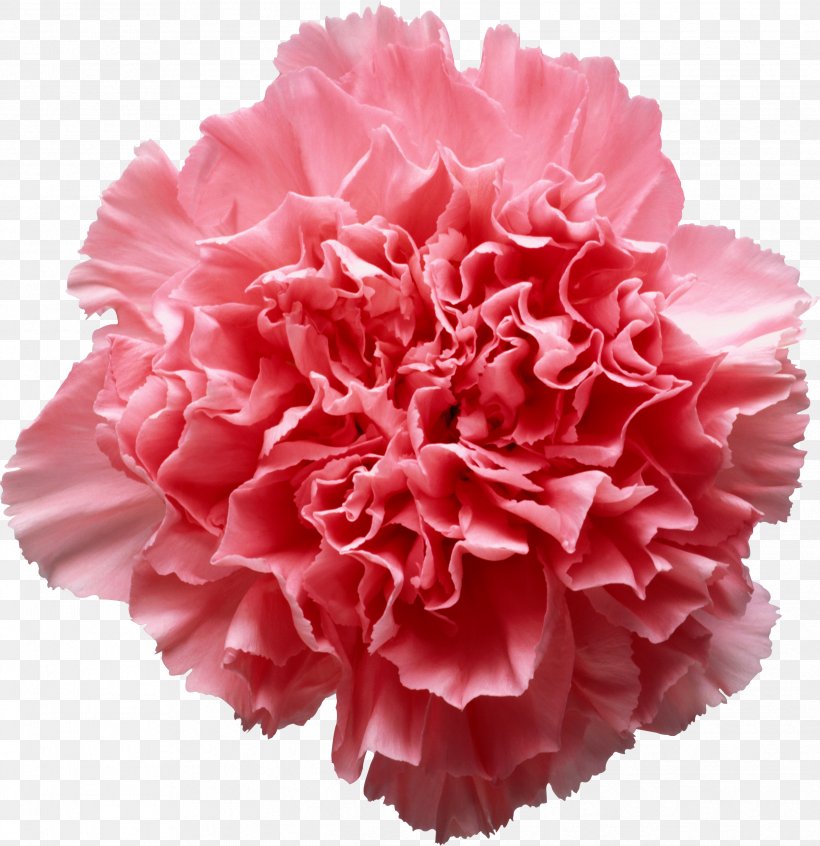 Pink Flowers Carnation Clip Art, PNG, 2489x2569px, Pink Flowers, Carnation, Color, Cut Flowers, Dianthus Download Free