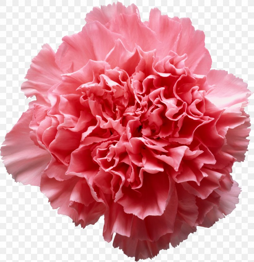 Pink Flowers Carnation Clip Art, PNG, 2489x2569px, Pink Flowers