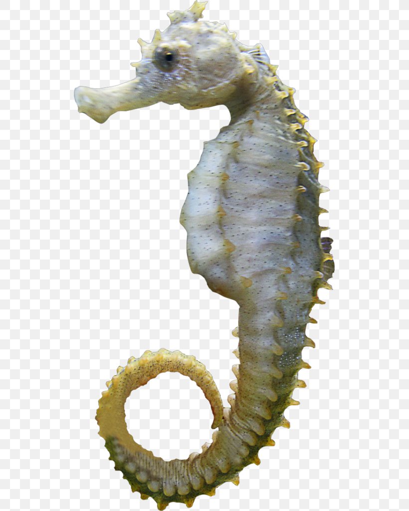 Seahorse Information Clip Art, PNG, 523x1024px, Seahorse, Animal, Data, Fish, Information Download Free