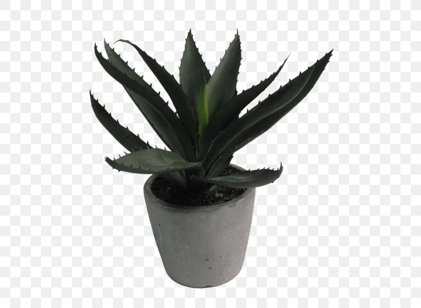 Aloe Vera Flowerpot Houseplant, PNG, 600x600px, Aloe Vera, Agave, Aloe, Aloe Capitata, Artificial Flower Download Free