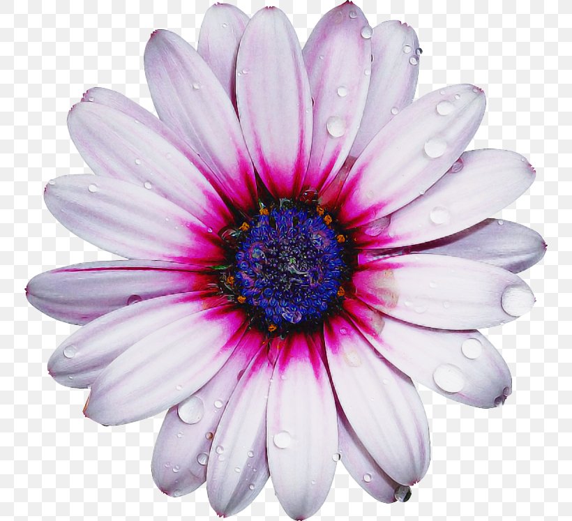 Flowers Background, PNG, 750x747px, Transvaal Daisy, African Daisy, Annual Plant, Aster, Barberton Daisy Download Free