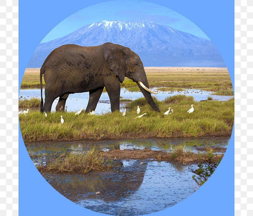 Mount Kilimanjaro Royalty-free Photography Mountain, PNG, 700x700px, Mount Kilimanjaro, African Elephant, Elephant, Elephants And Mammoths, Fauna Download Free