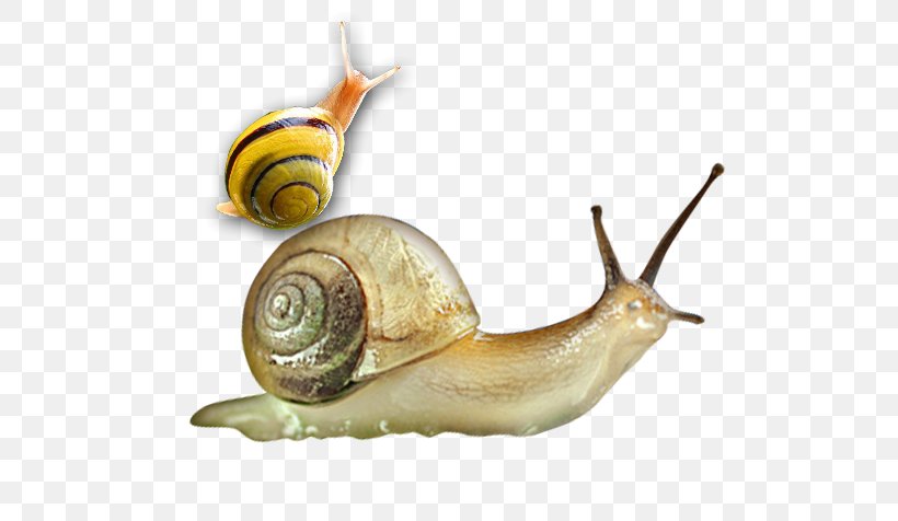 Sea Snail Orthogastropoda Slug Cosmetics, PNG, 584x476px, Snail, Copyright 2016, Cosmetics, Escargot, Essential Oil Download Free