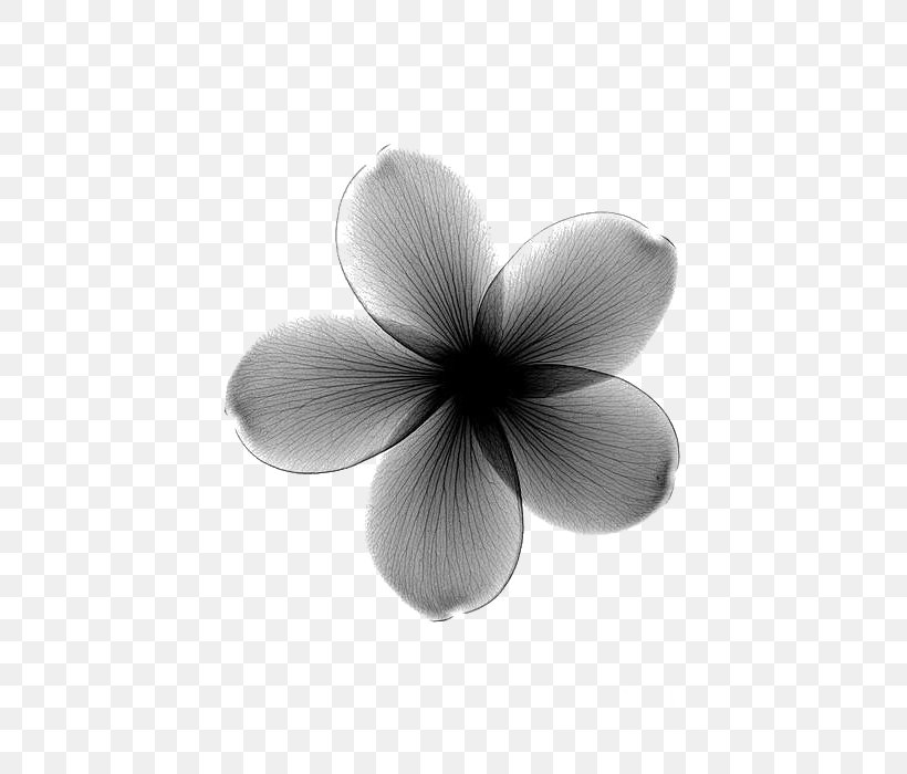 Towel Flower X-ray Frangipani Lilium, PNG, 560x700px, Towel, Black And White, Canvas, Canvas Print, Close Up Download Free