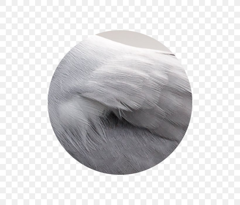 Fur, PNG, 700x700px, Fur Download Free