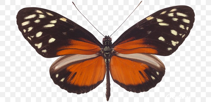 Monarch Butterfly Pieridae Gossamer-winged Butterflies Moth, PNG, 700x399px, Monarch Butterfly, Ahvaz, Arak, Arthropod, Bandar Abbas Download Free
