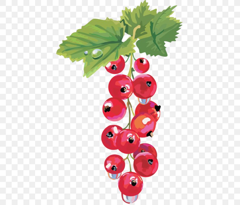 Zante Currant Redcurrant Blackcurrant Berry, PNG, 446x699px, Zante Currant, Berry, Bilberry, Blackcurrant, Branch Download Free