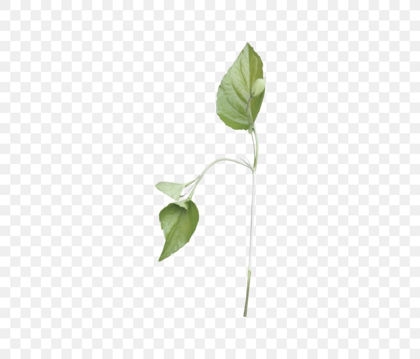 Arum Lilies Plant Stem Twig Leaf Plants, PNG, 494x700px, Arum Lilies, Alismatales, Anthurium, Arum Family, Botany Download Free
