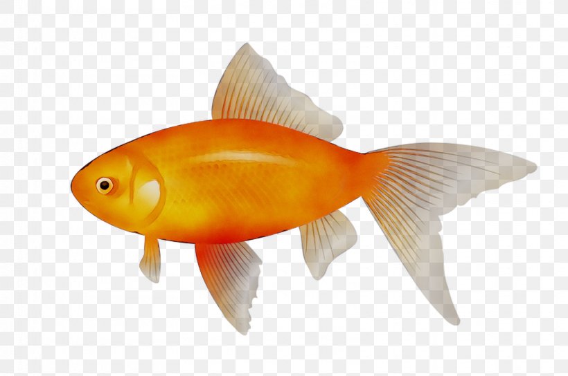 Clip Art Goldfish Vector Graphics, PNG, 1612x1071px, Goldfish, Bluefish, Bonyfish, Cyprinidae, Feeder Fish Download Free