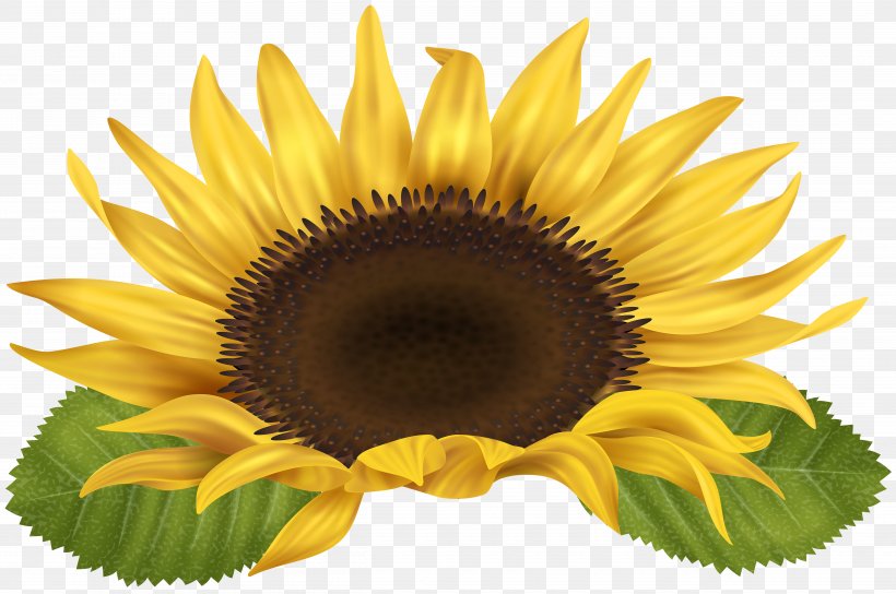Clip Art, PNG, 5000x3321px, Common Sunflower, Close Up, Daisy Family, Flower, Flowering Plant Download Free