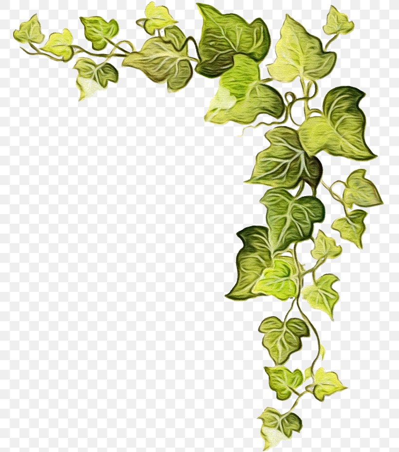 Family Tree Background, PNG, 771x929px, Vine, Berkeley, Branch, California, Common Ivy Download Free